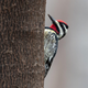 A yellow-bellied sapsucker in Manhattan’s Madison Square Park. This migratory woodpecker is a common victim of window strikes in New York City.